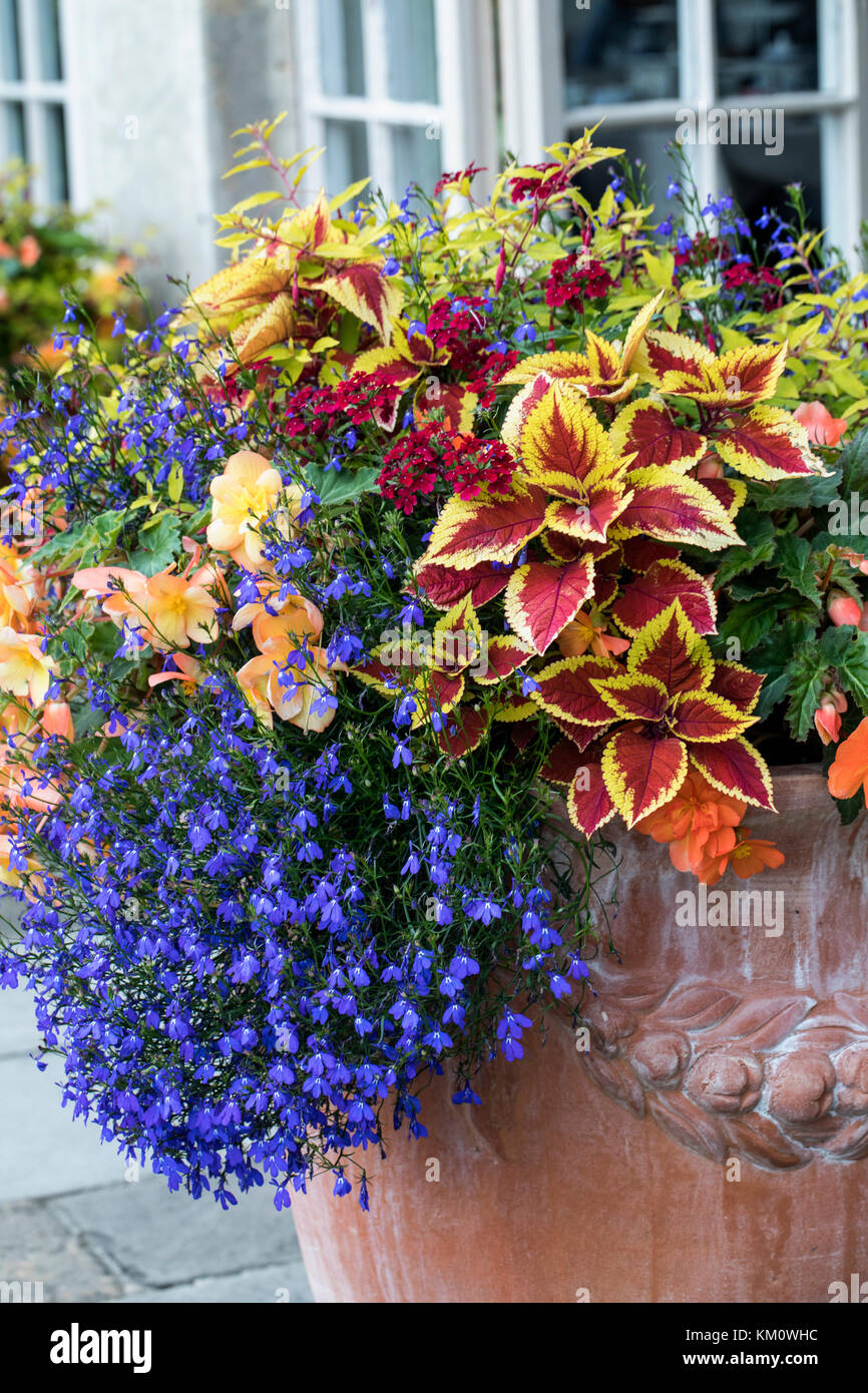Nahaufnahme einer sehr bunten Darstellung von Sommerblumen und Laub in einem Terrakotta-Behälter gepflanzt, England, Großbritannien Stockfoto