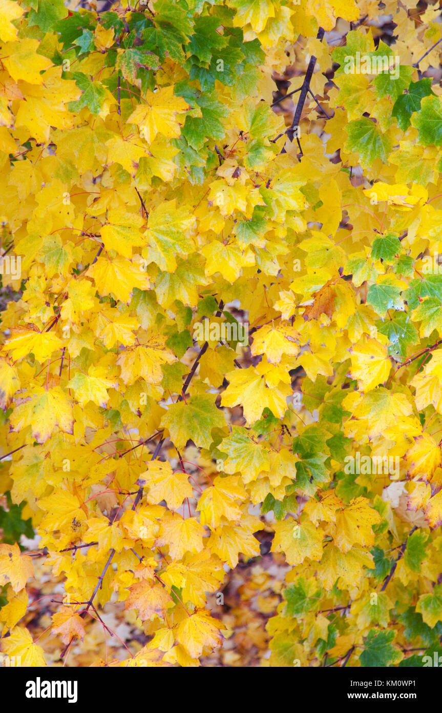 Italien, Lombardei, Garten, Blätter im Herbst Stockfoto