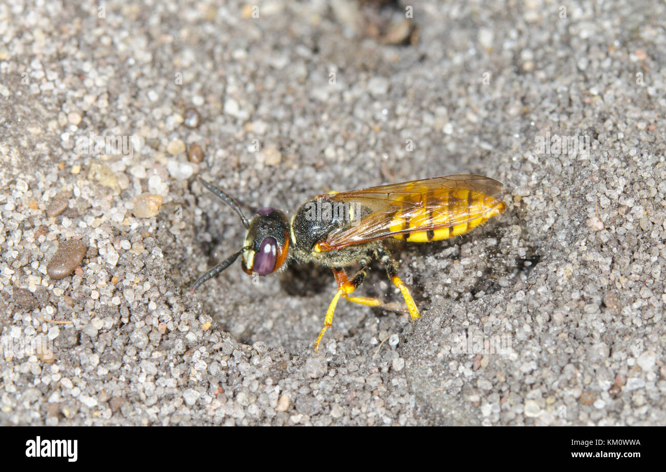 Philanthus-Bee Wolf ausgraben Nest in Sussex, UK Stockfoto