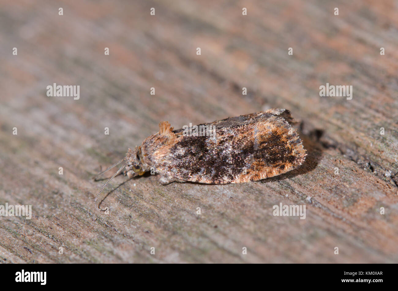 Diamond Back Marmor Micro Motte (Eudemis profundana) ungewöhnliche Form. Sussex, UK Stockfoto