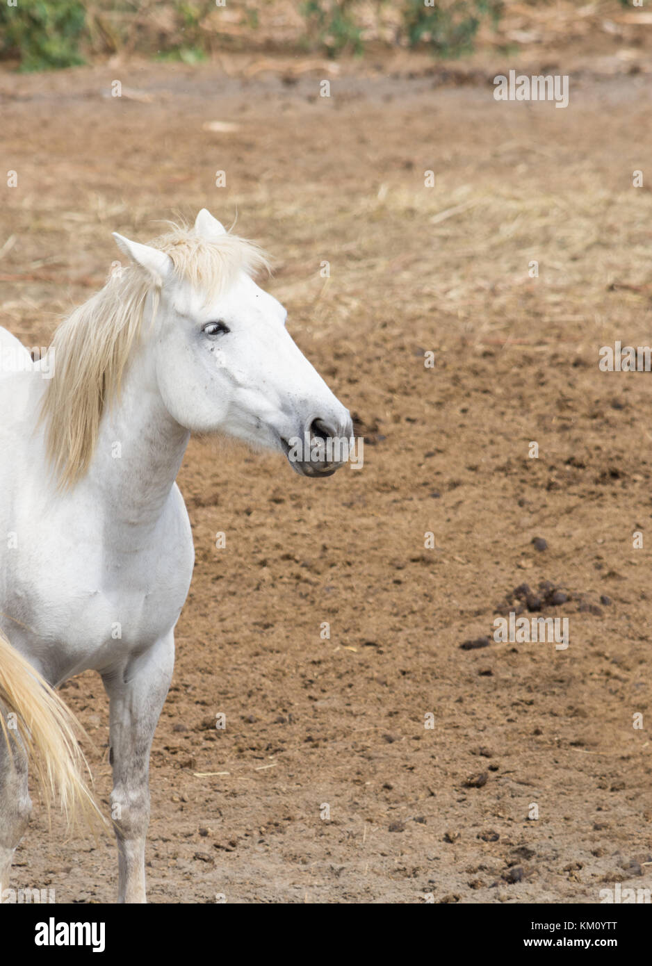 Der Kopf und der Brust einer weissen Camargue Pferd mit seinen aus weißen Mähne und Schweif. Es befindet sich in einem Feld steht und Schmutz im Profil gezeigt. Stockfoto