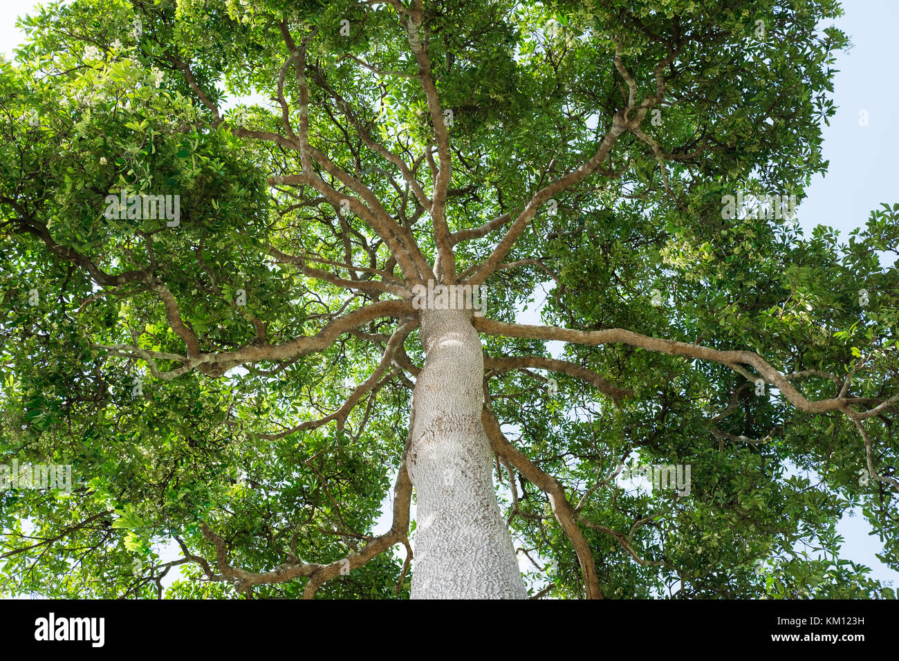 Große großen Baum im Wald, auf der Suche bis zur baumkrone. Stockfoto