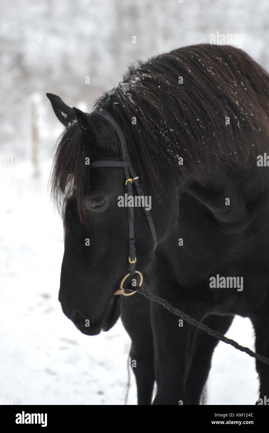 Schöne schwarze Pferd in kalten verschneiten Landschaft Stockfoto