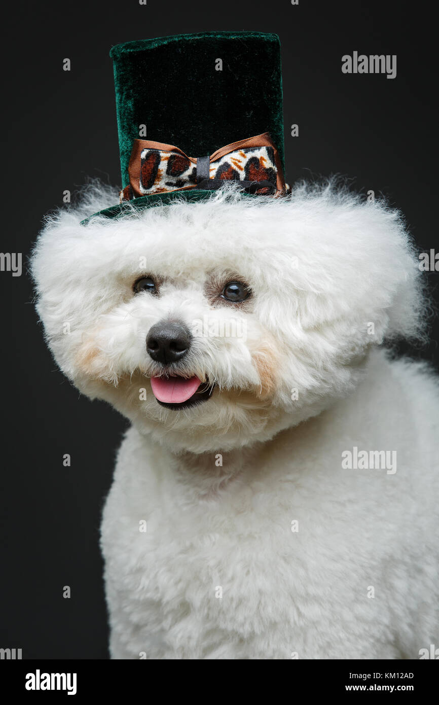 Wunderschöne bichon frisee Hund in süßen hat Stockfoto