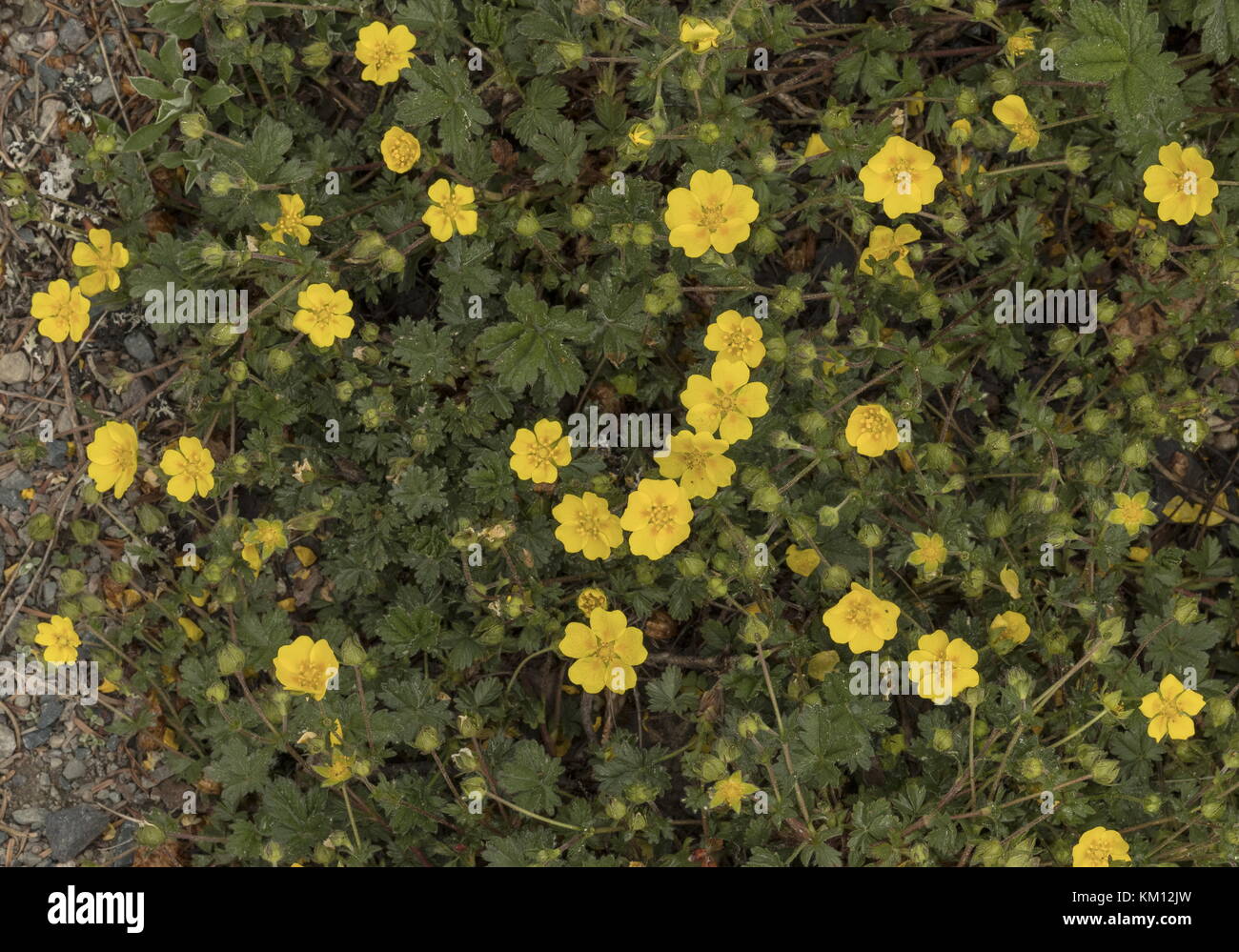 Alpine cinquefoil, potentilla crantzii, in Blüte. Stockfoto