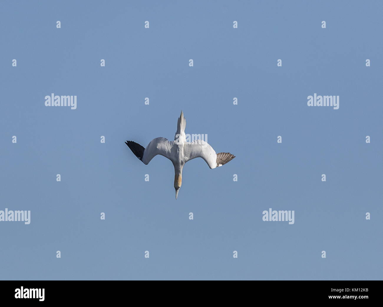 Nördliche Tölpel, Morus bassanus, Tauchen nach Fischen vor der Küste. Stockfoto