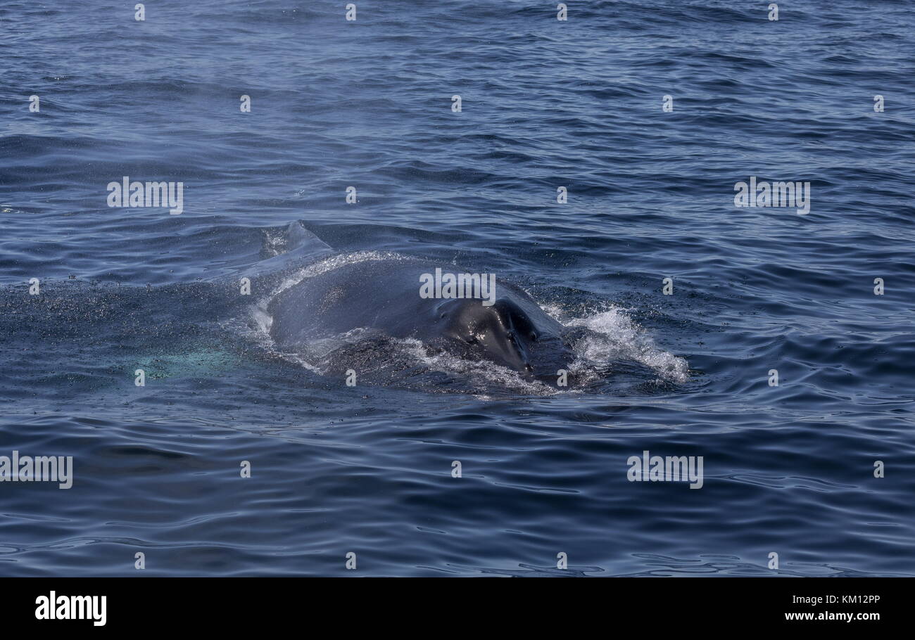 Buckelwal, Megaptera novaeangliae, die zum Atmen auftauchen. Stockfoto