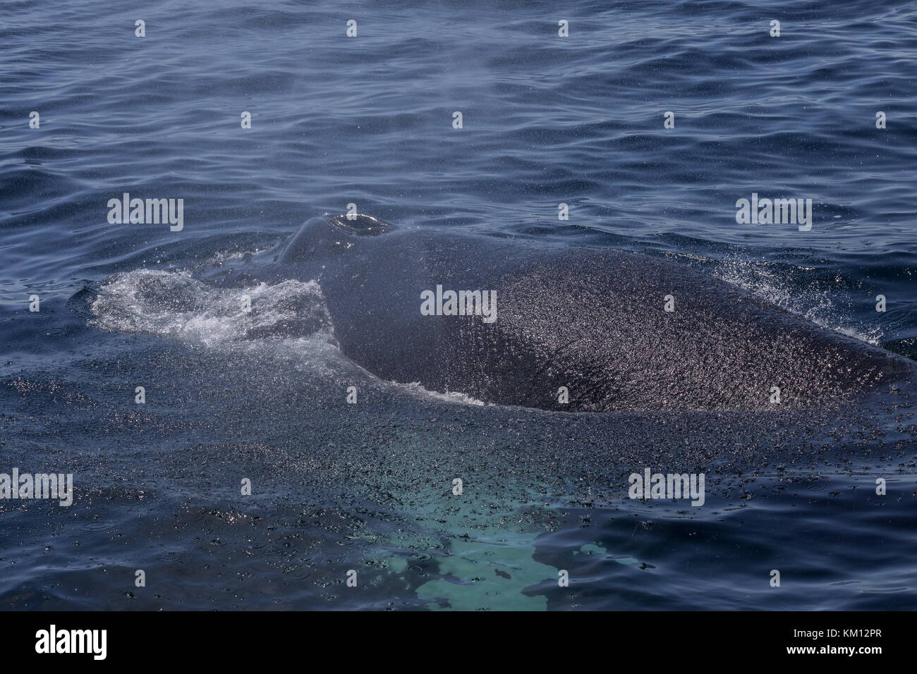 Buckelwal, Megaptera novaeangliae, die zum Atmen auftauchen. Stockfoto