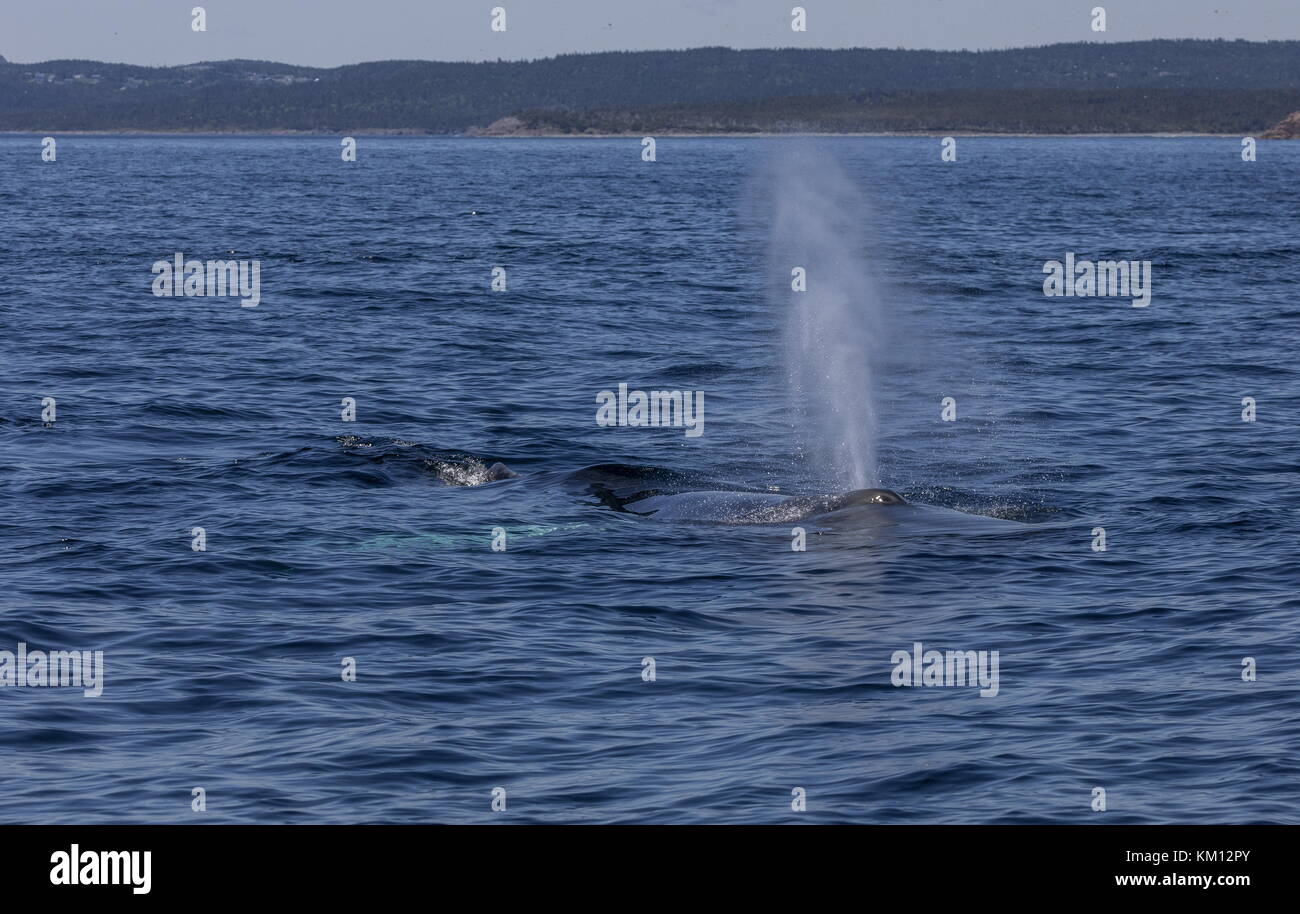 Buckelwal, Megaptera novaeangliae, die zum Atmen auftauchen. Stockfoto