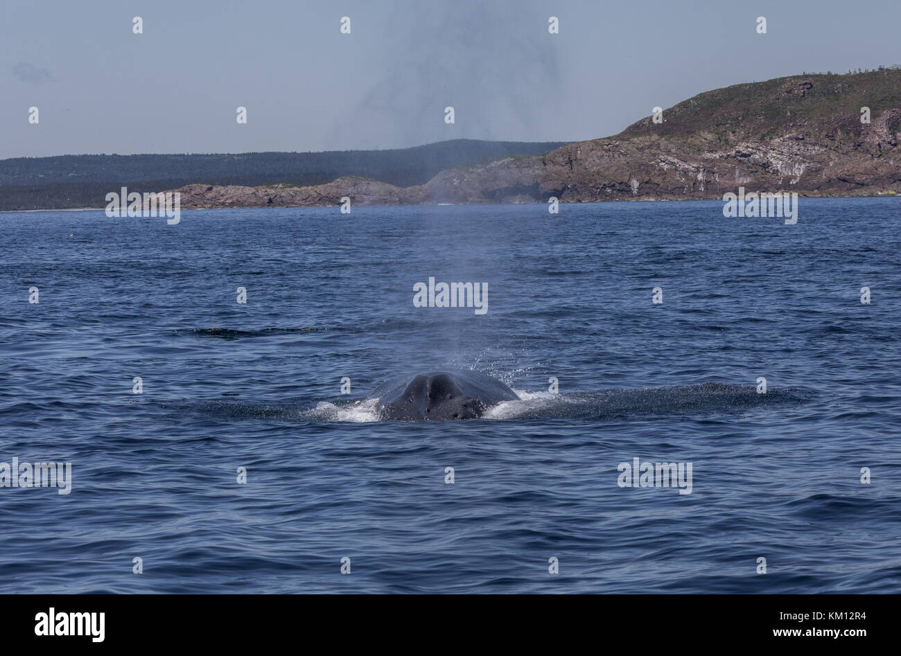 Buckelwal, Megaptera novaeangliae, die zum Atmen auftauchen. Stockfoto