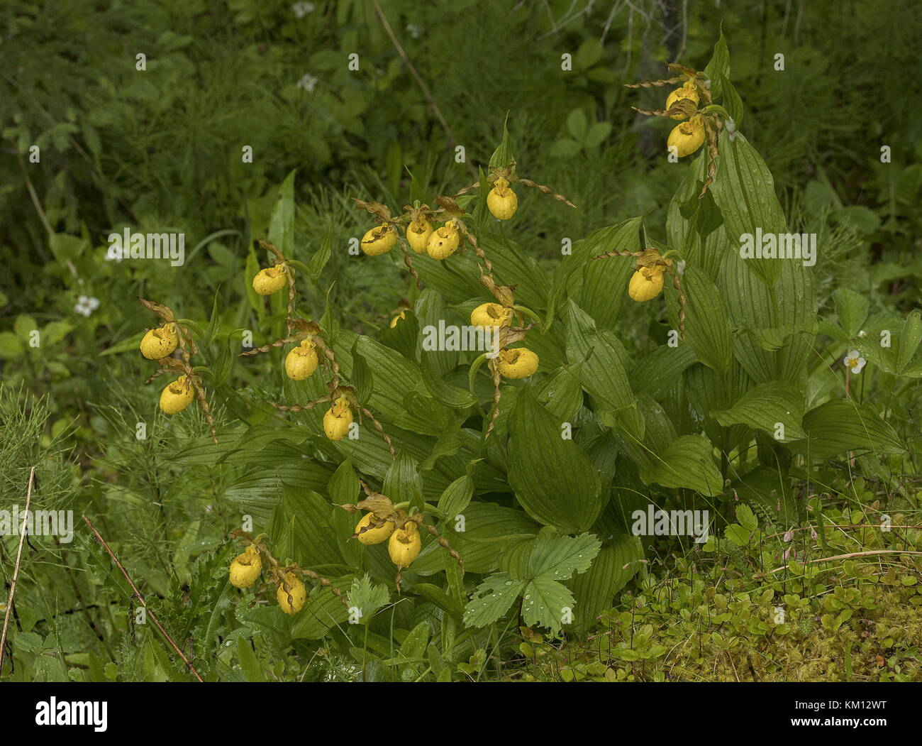 Slipper für gelbe Damen, Makasin-Sorte, Cypripedium parviflorum var. Makasin, Neufundland. Stockfoto