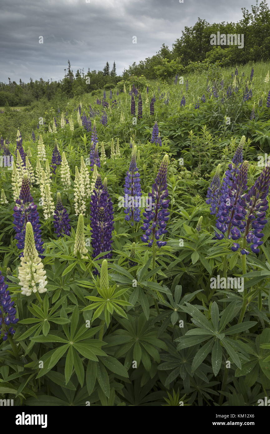 Nootka Lupin, Lupinus nootkatensis, eingebürgert auf Bank, Neufundland. Stockfoto