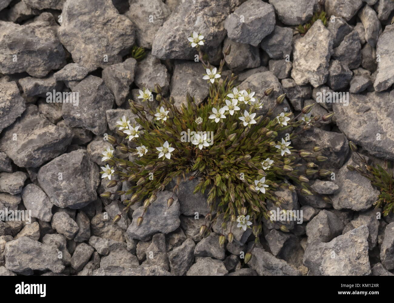 Rötliche Sandwürze, Minuartia rötella, blühend auf kalksteinbarren, Neufundland. Stockfoto