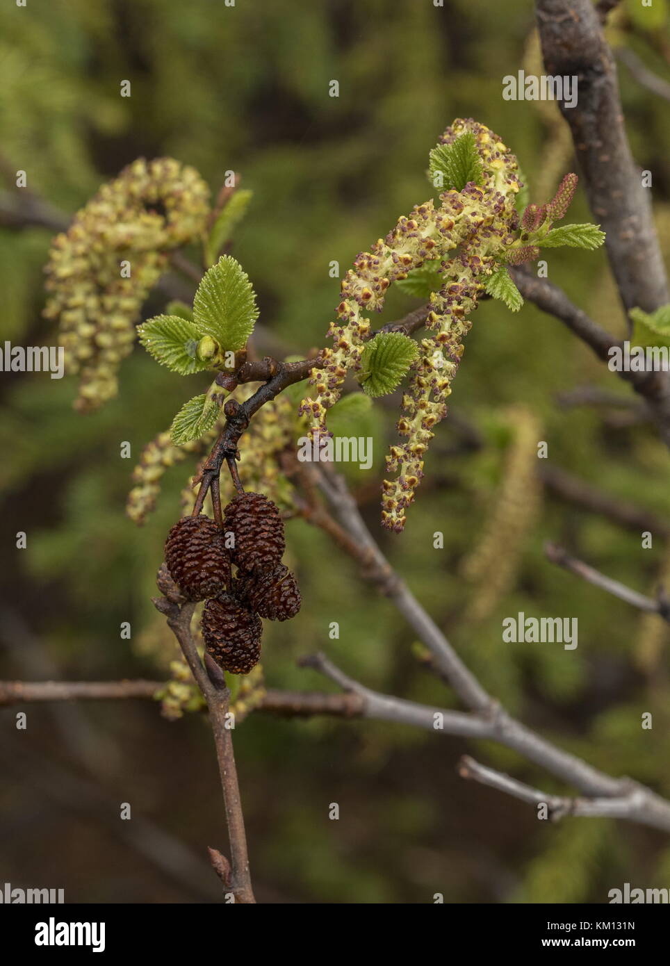 Grünerle, Alnus viridis subsp. Crispa, männliche Katzetten und weibliche Kegel im Frühjahr; Neufundland. Stockfoto