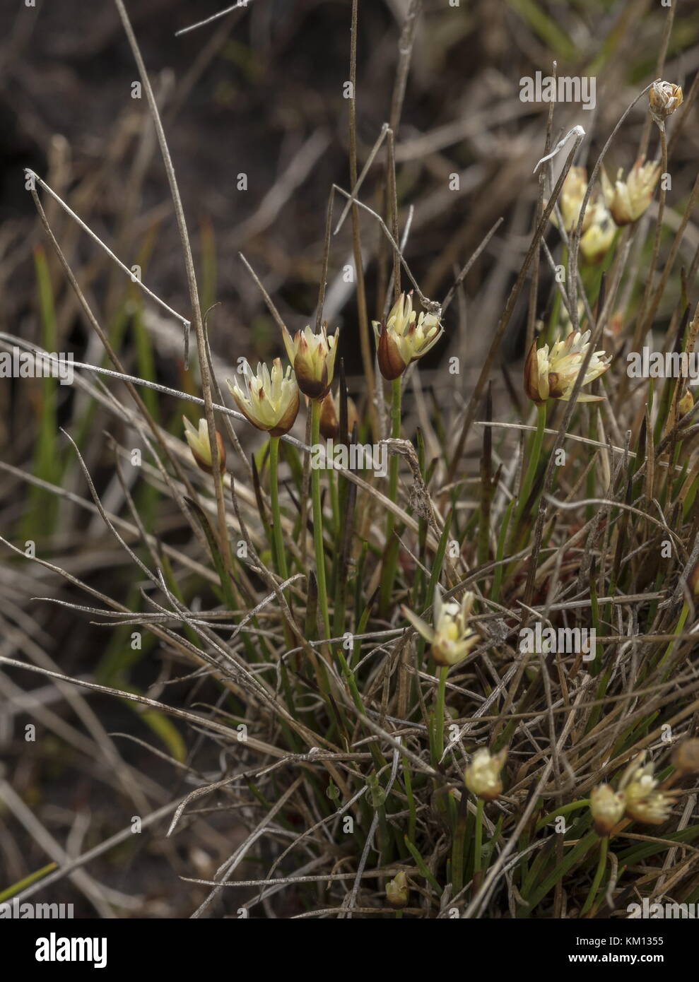 Drei - Blume rush, juncus triglumis, Tramp in Blume, Nasse Heide. Stockfoto