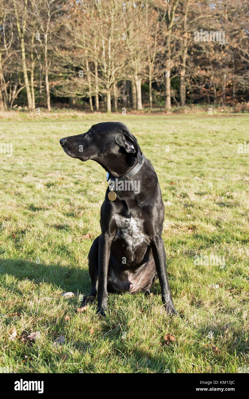 Cross-Rasse schwarzer Hund Stockfoto