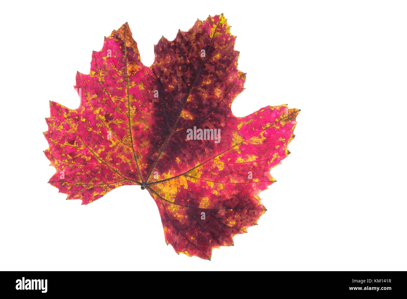 Rot Gelb und Braun staind auf einem weinblatt im Herbst färben Weiß isoliert Stockfoto