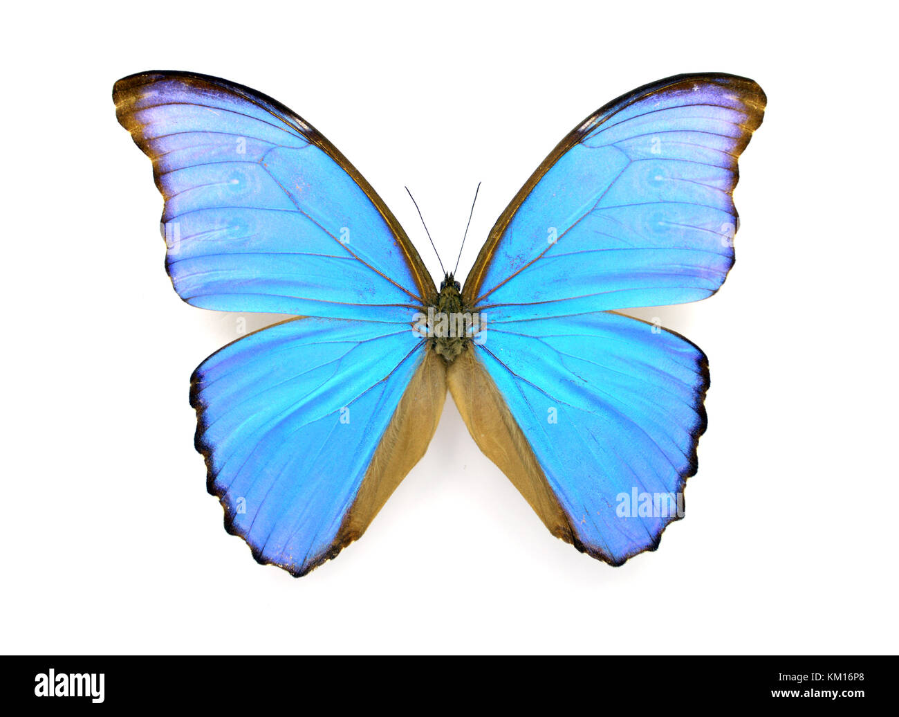 Schöne exotische blaue Morpho Didius Schmetterling isoliert auf weißem Hintergrund Stockfoto