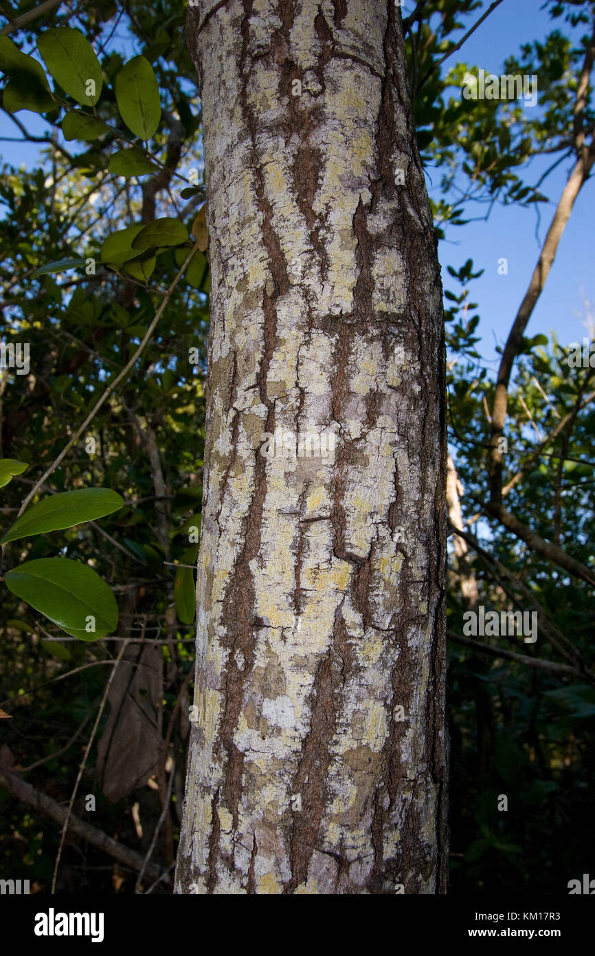 West Indies Mahagoni Swietenia mahagoni Stockfotografie Alamy