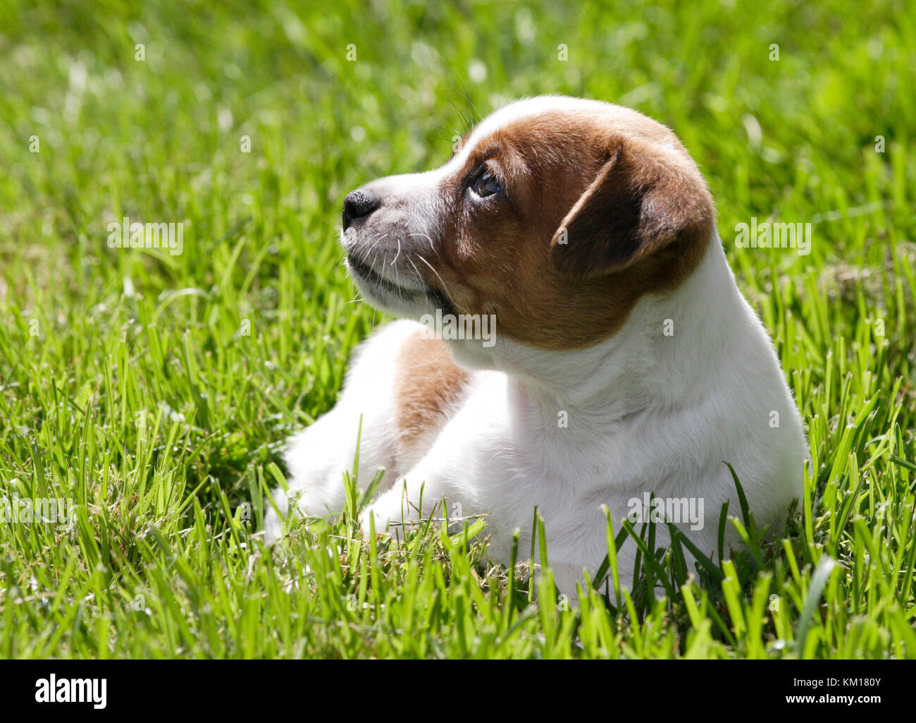 Dänisch Schwedisch farkdog 2016 Stockfoto