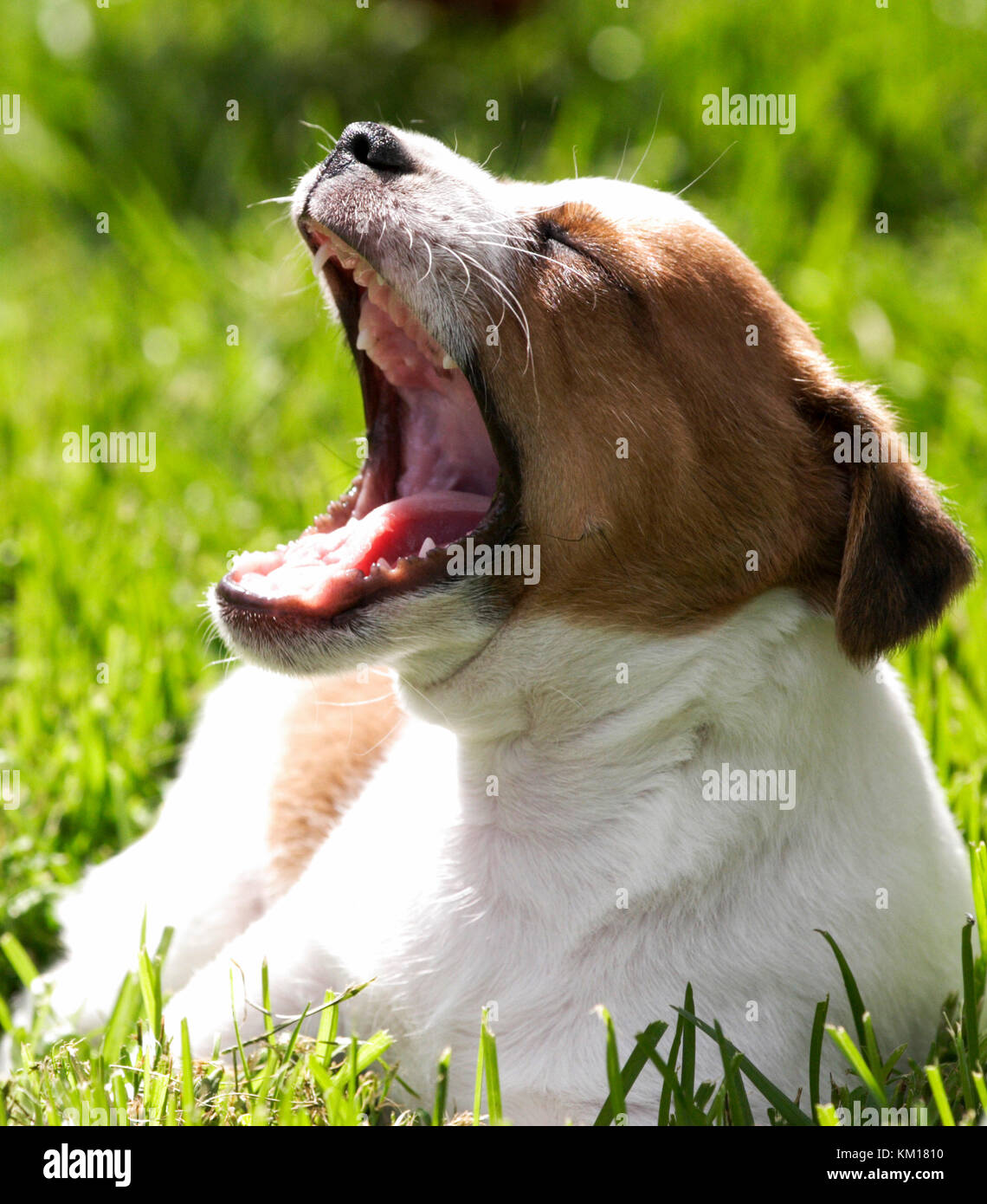 Dänisch Schwedisch farkdog 2016 Stockfoto
