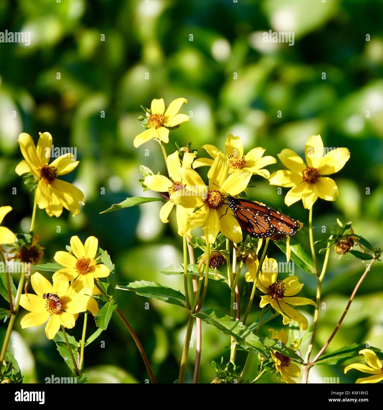 Nahaufnahme von gelbem Sumpf, Sumpf, marigalten Blumen, Caltha palustris, mit Schmetterling, Paynes Prairie Nature Preserve State Park, Gainesville, FL, USA. Stockfoto