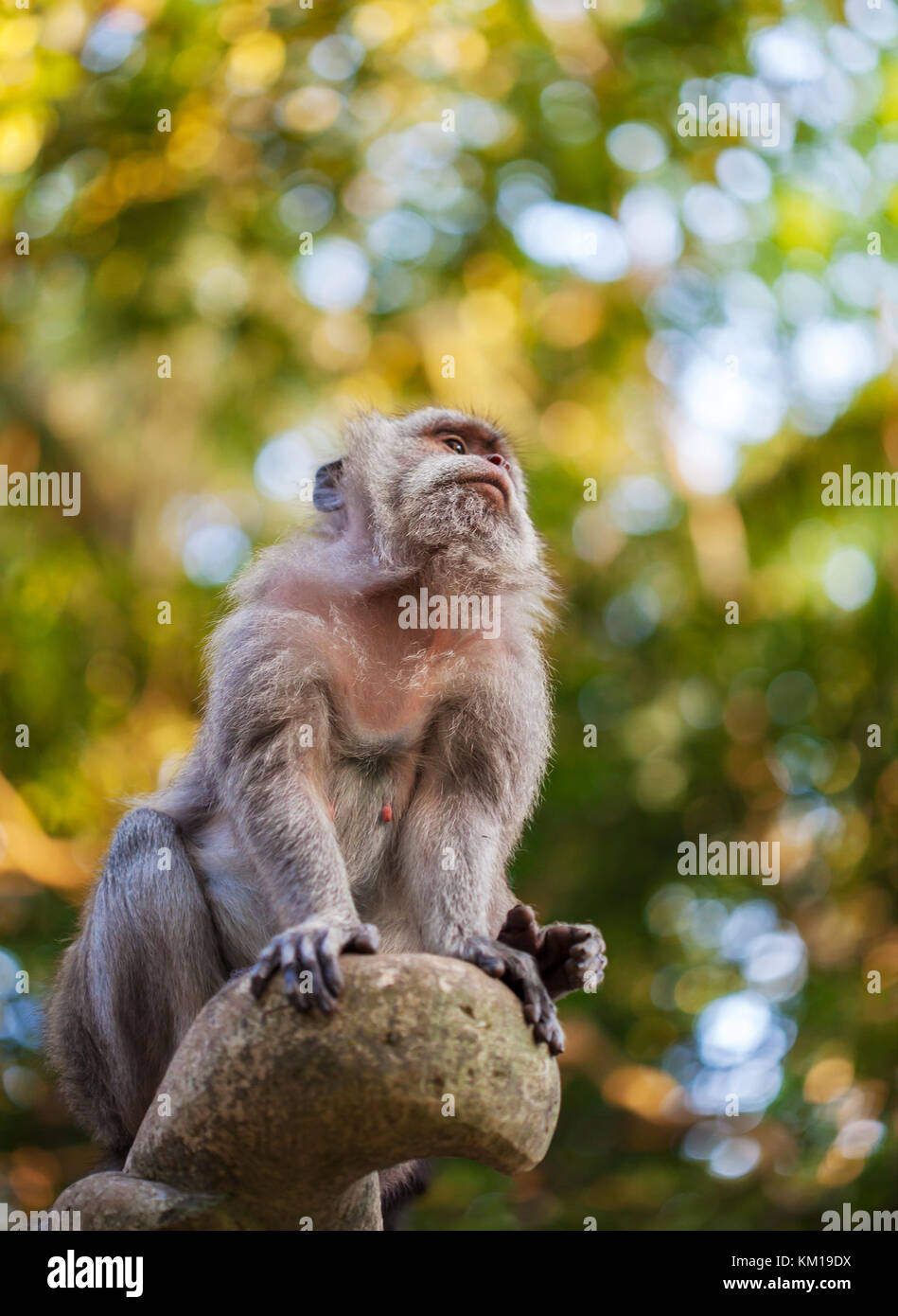 Portrait von wilden Affen sitzen in den Tropen Stockfoto