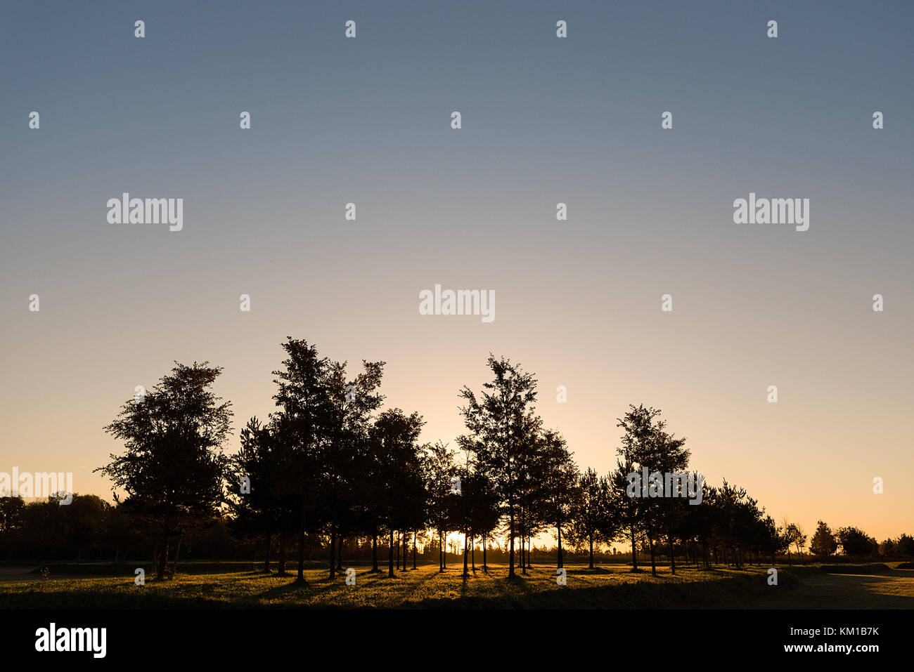 Eine steigende Morgensonne strahlt durch eine kleine Sammlung von jungen Bäumen in einer Wiese. Stockfoto