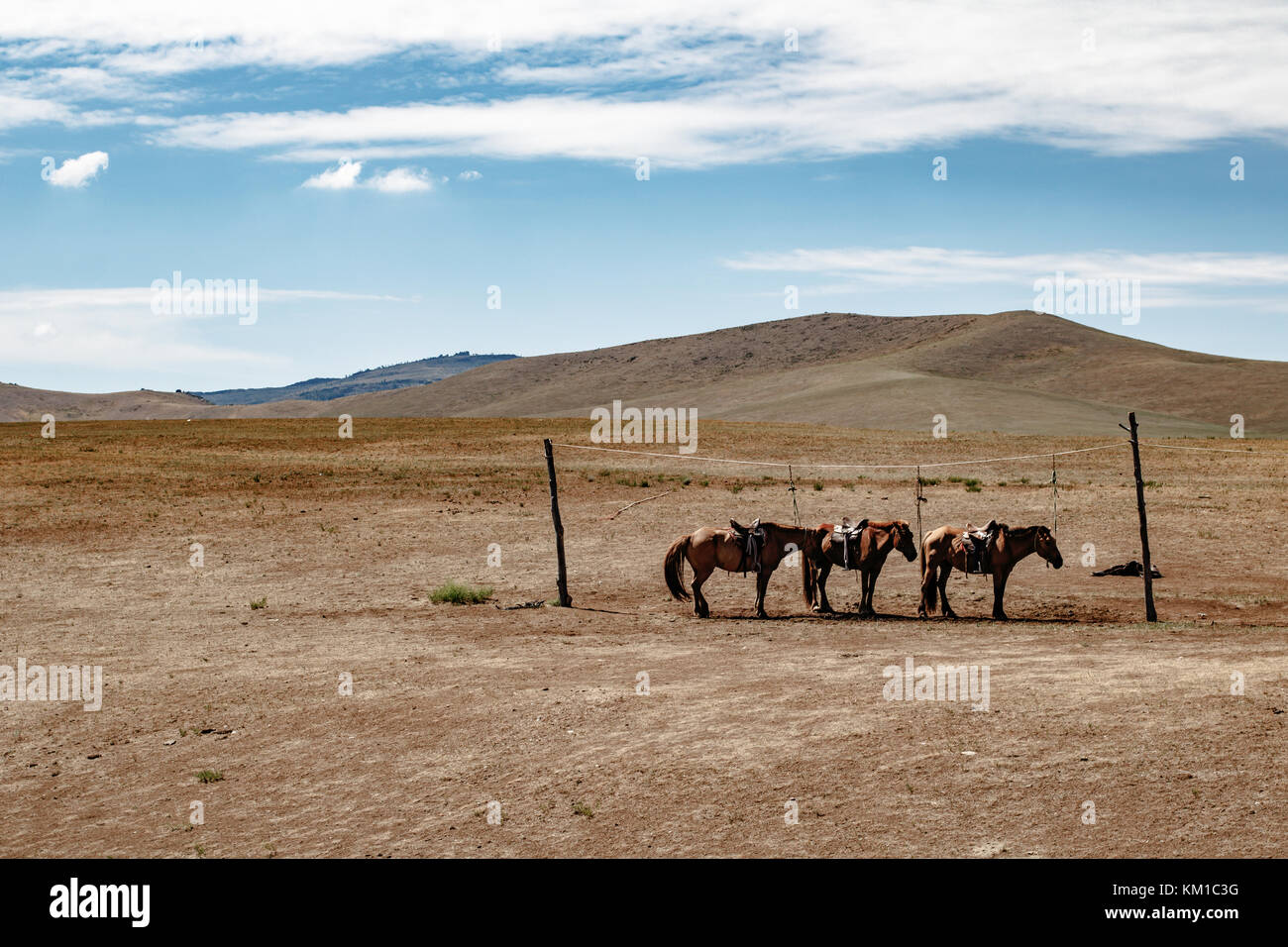 Pferde im Nationalpark Hustai, Mongolei Stockfoto