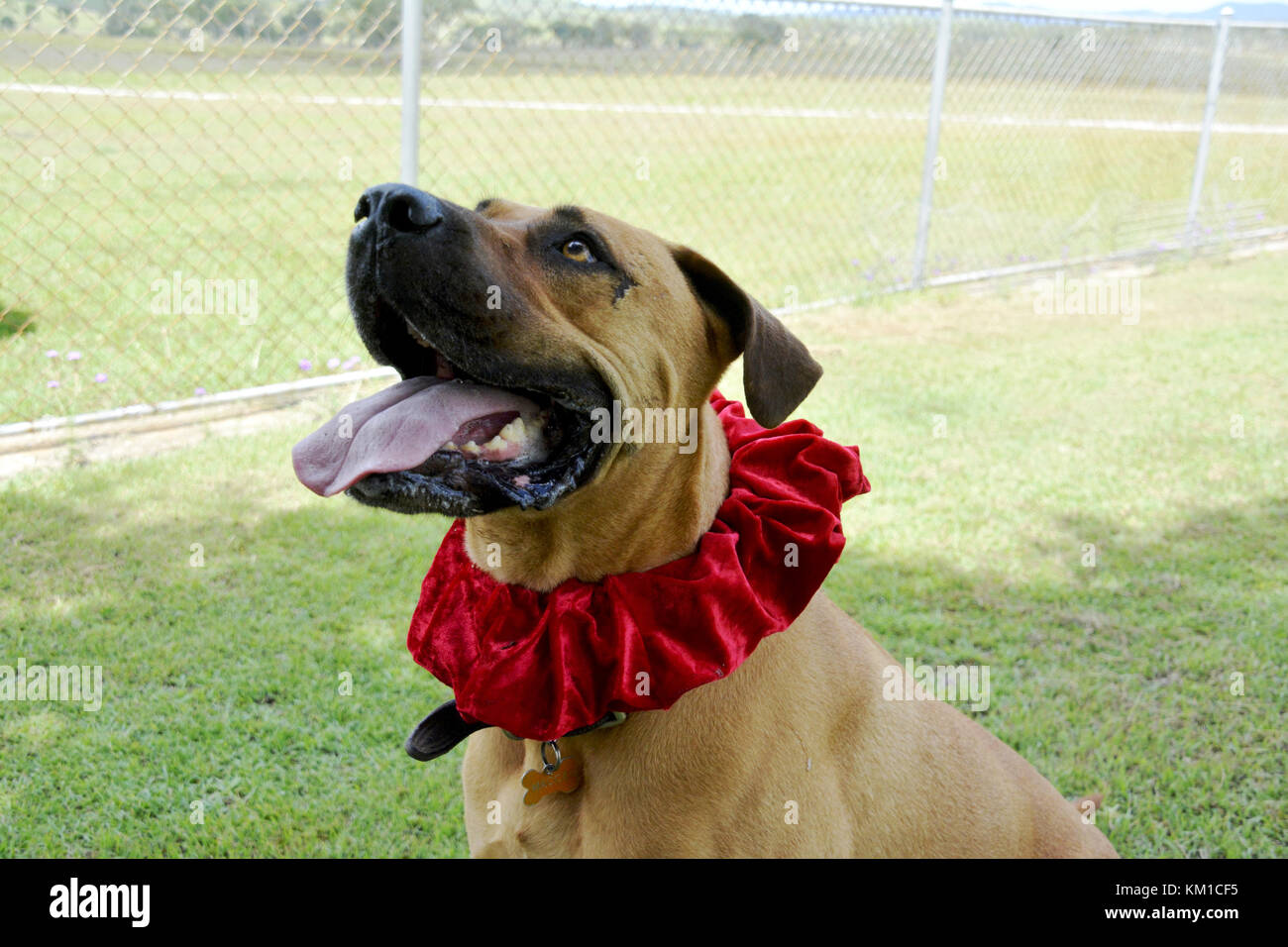 Hund in Fancy Dress Stockfoto