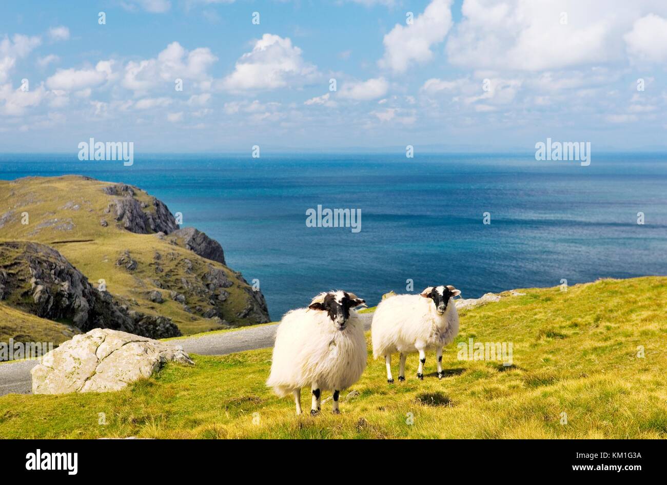 Schafe grasen, hoch über dem Atlantik in den Slieve League Cliffs im Westen von killybegs im Südwesten Donegal. Irland. Stockfoto
