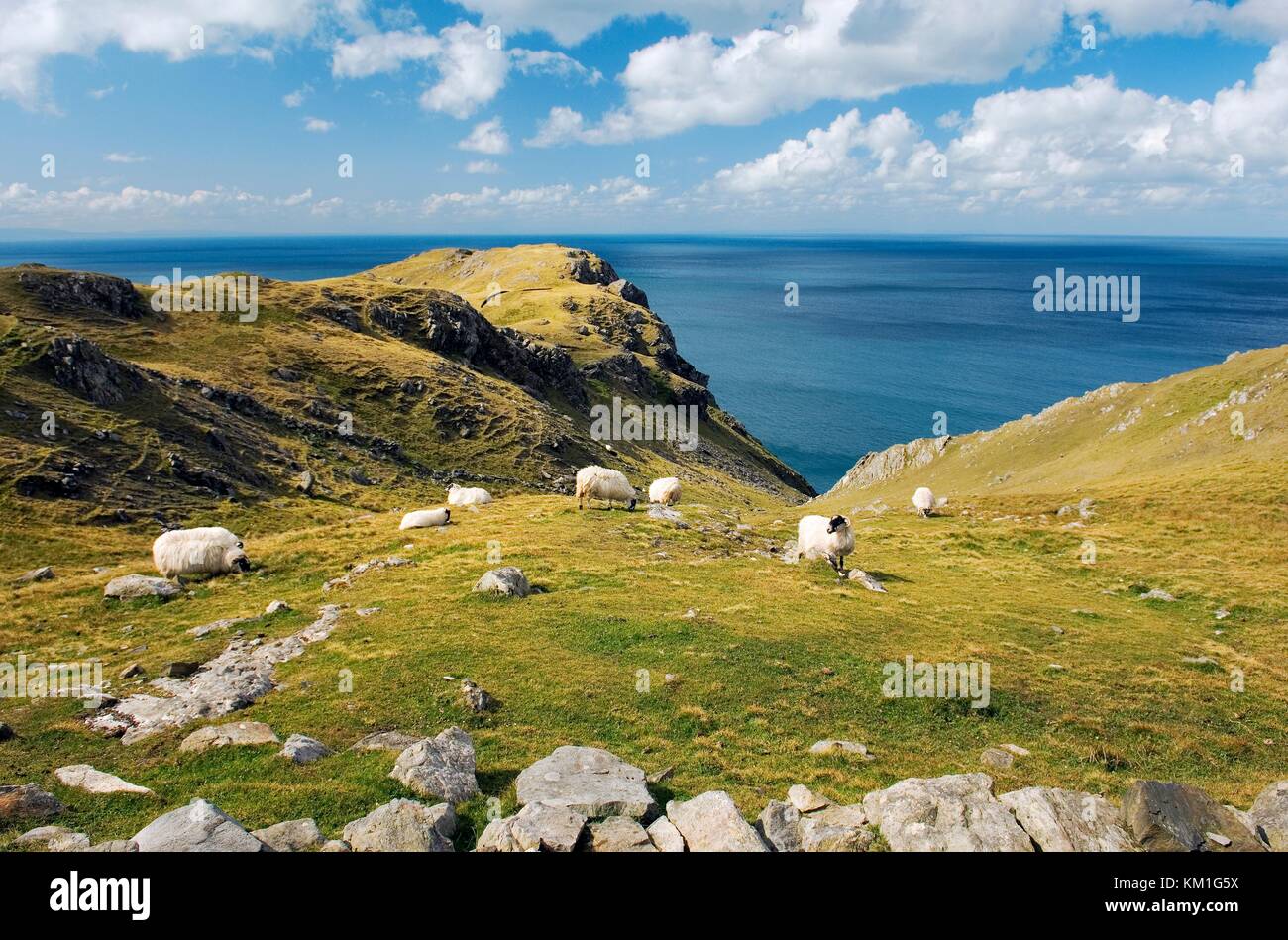Schafe grasen, hoch über dem Atlantik in den Slieve League Cliffs im Westen von killybegs im Südwesten Donegal. Irland. Stockfoto