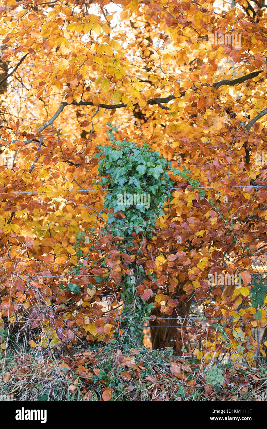 Zaunpfosten in Ivy gegen Herbst Buche Blätter in den Cotswolds abgedeckt. Bourton auf dem Hügel, Gloucestershire, Cotswolds, England Stockfoto