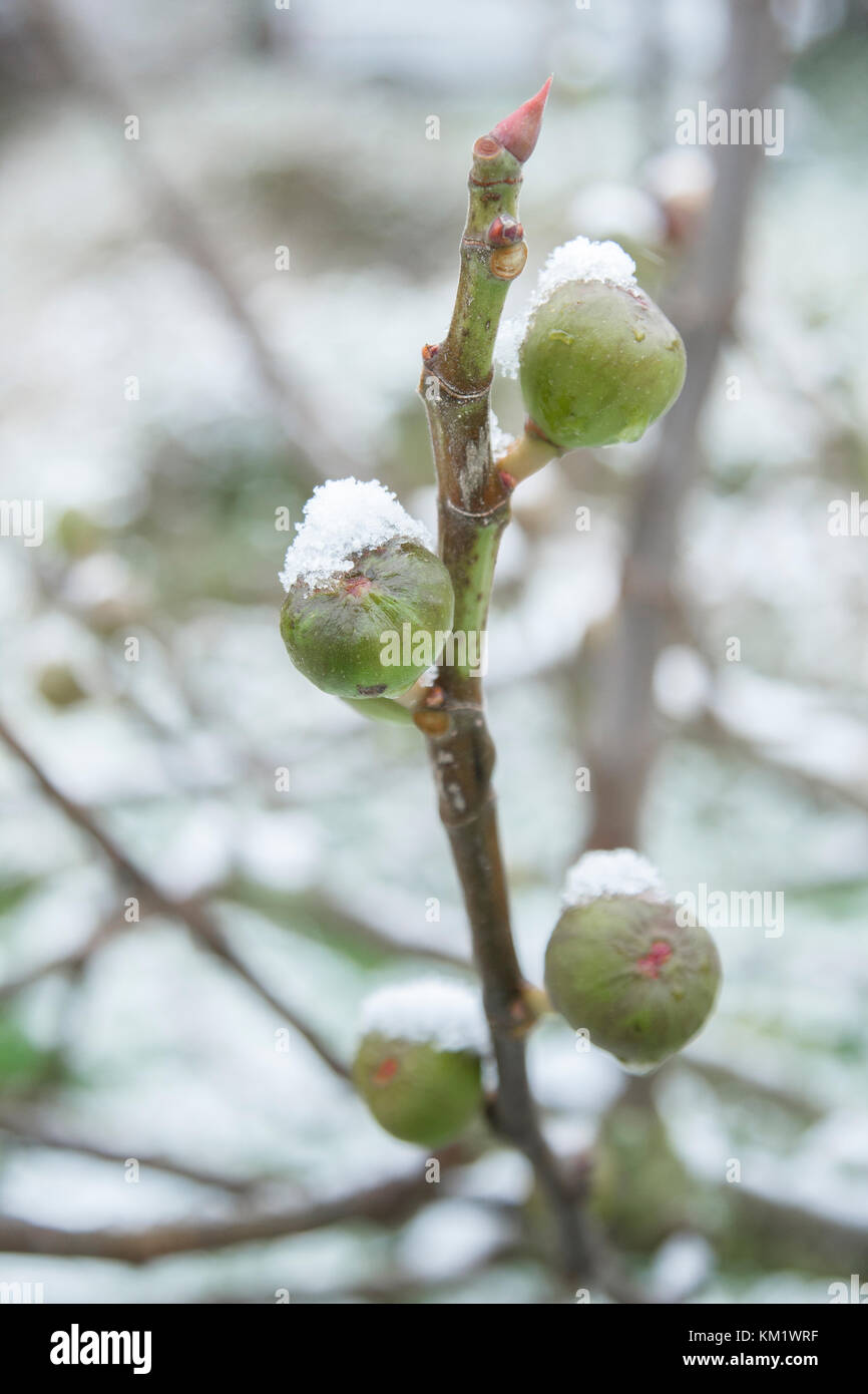 Ficus Carica, Feigenbaum, gemeinsame Feigenbaum. Feigen auf einem Zweig im  Winter mit Schnee bedeckt (Cher, Centre - Val de Loire, Frankreich  Stockfotografie - Alamy
