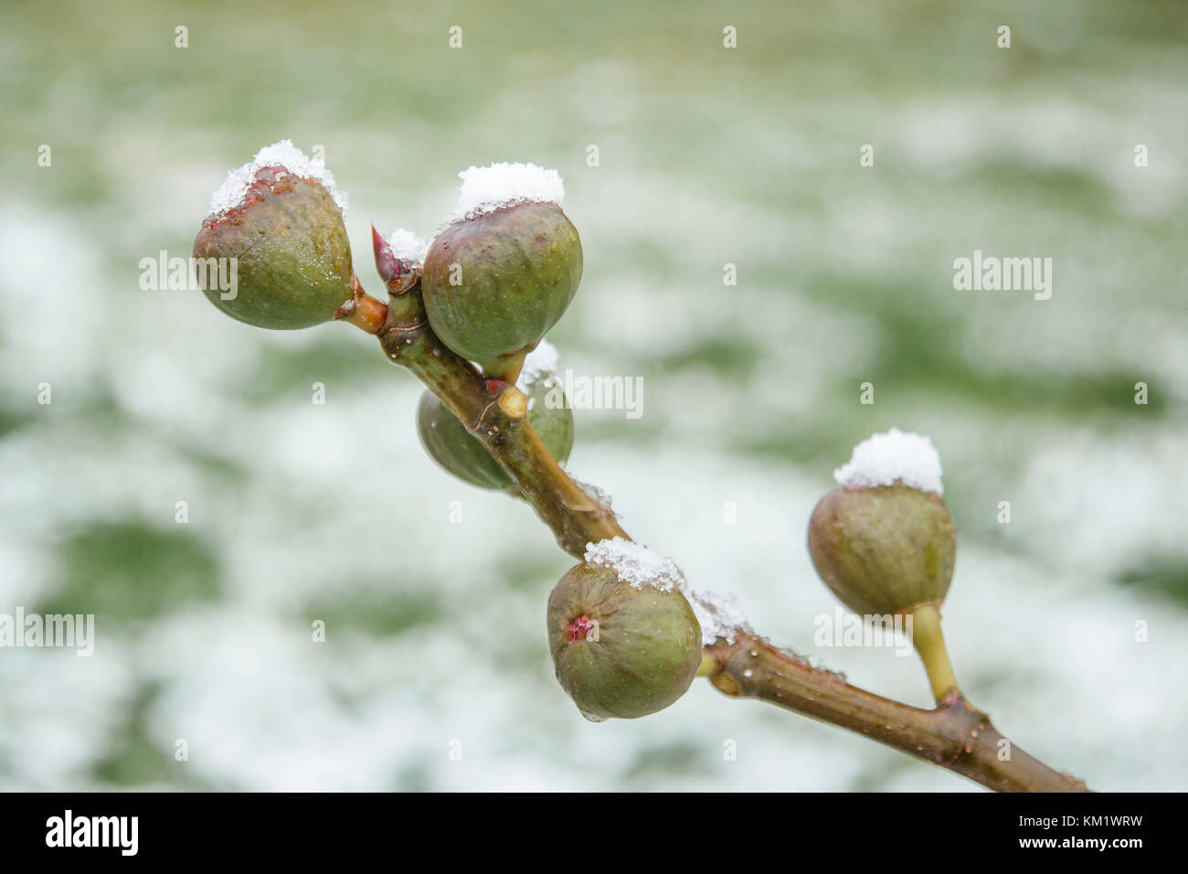 Ficus Carica, Feigenbaum, gemeinsame Feigenbaum. Feigen auf einem Zweig im Winter mit Schnee bedeckt (Cher, Centre - Val de Loire, Frankreich) Stockfoto