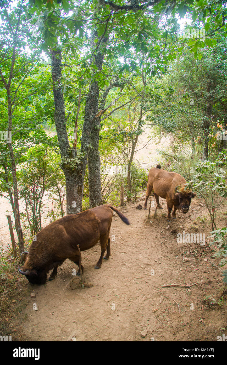 Zwei Bisons. Bison Bonanus Nature Reserve, San Cebrian de Muda, Palencia Provinz Castilla Leon, Spanien. Stockfoto
