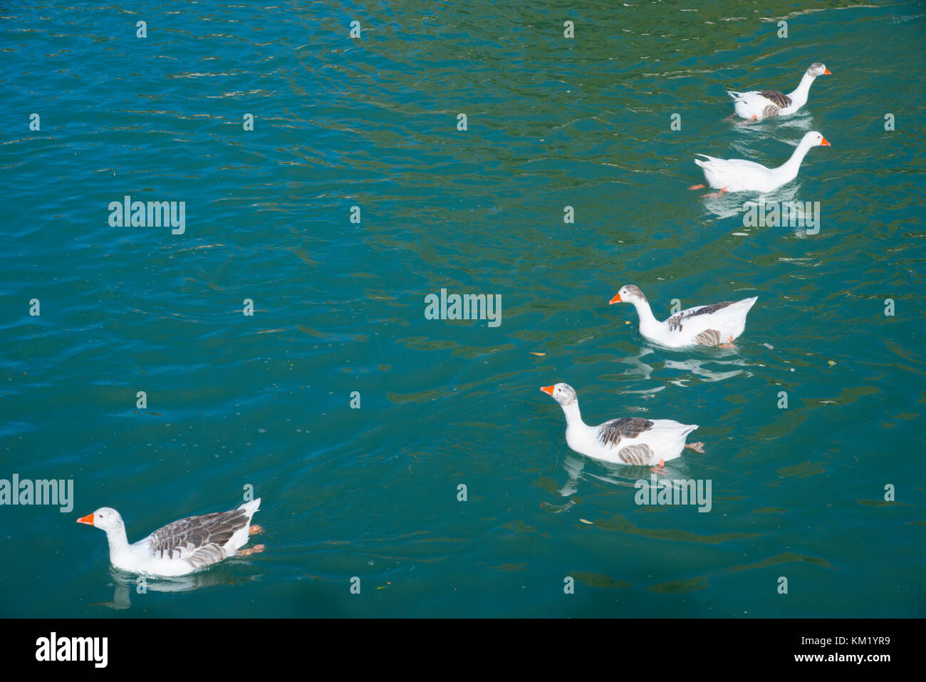 Enten schwimmen in einem Teich. Stockfoto