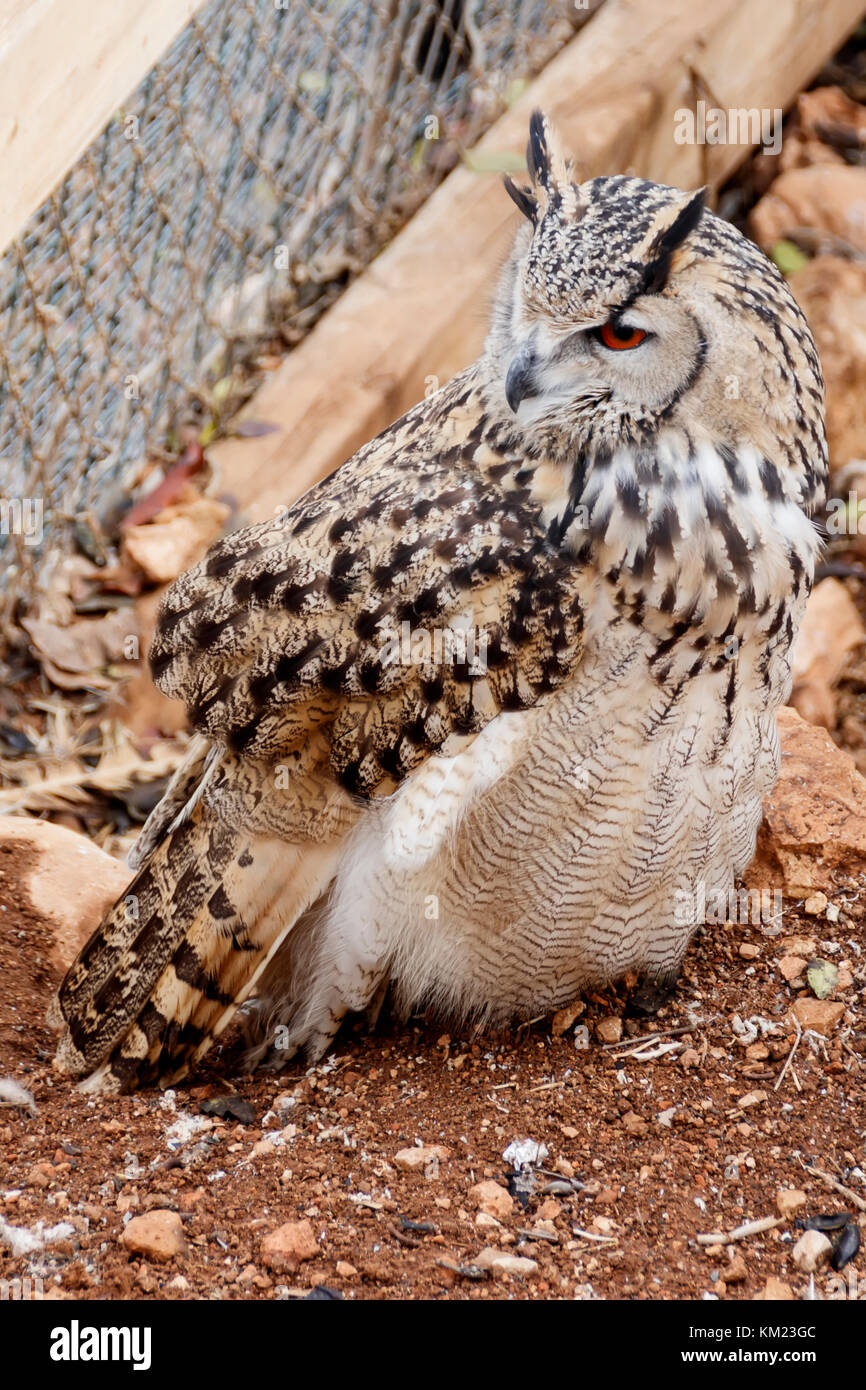 Great horned Owl suchen in der Seite close-up Stockfoto