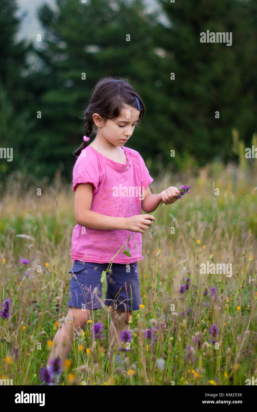 Kleines Mädchen, das wilde Blumen auf einer Wiese pflückt, im Sommer. Stockfoto