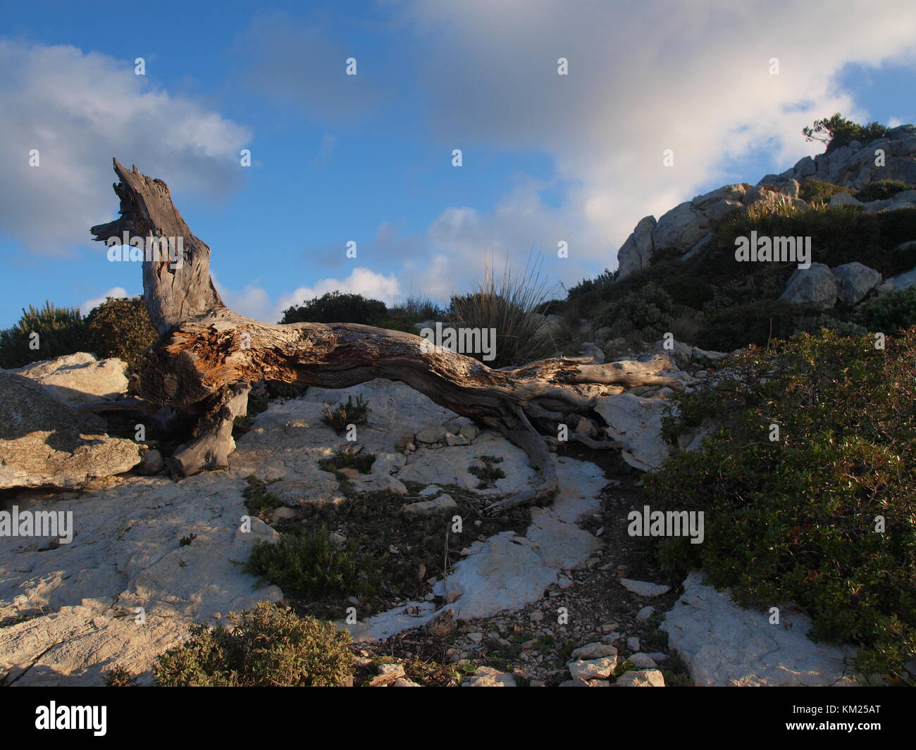 Toter Baum und blauer Himmel irgendwo auf GR 221 Stockfoto