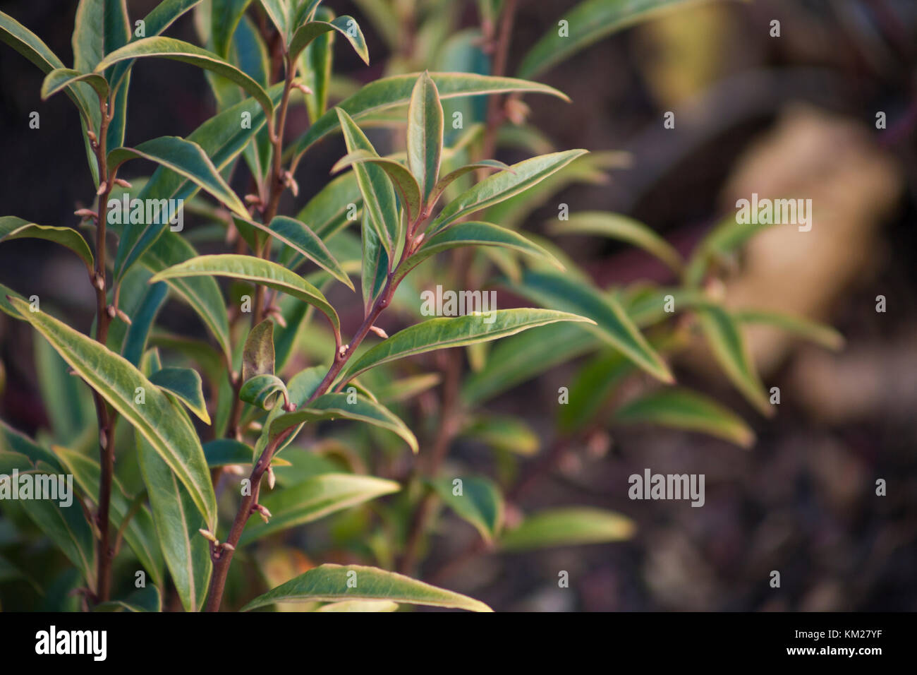 Sarcococca Hookeriana var. digyna Stockfoto