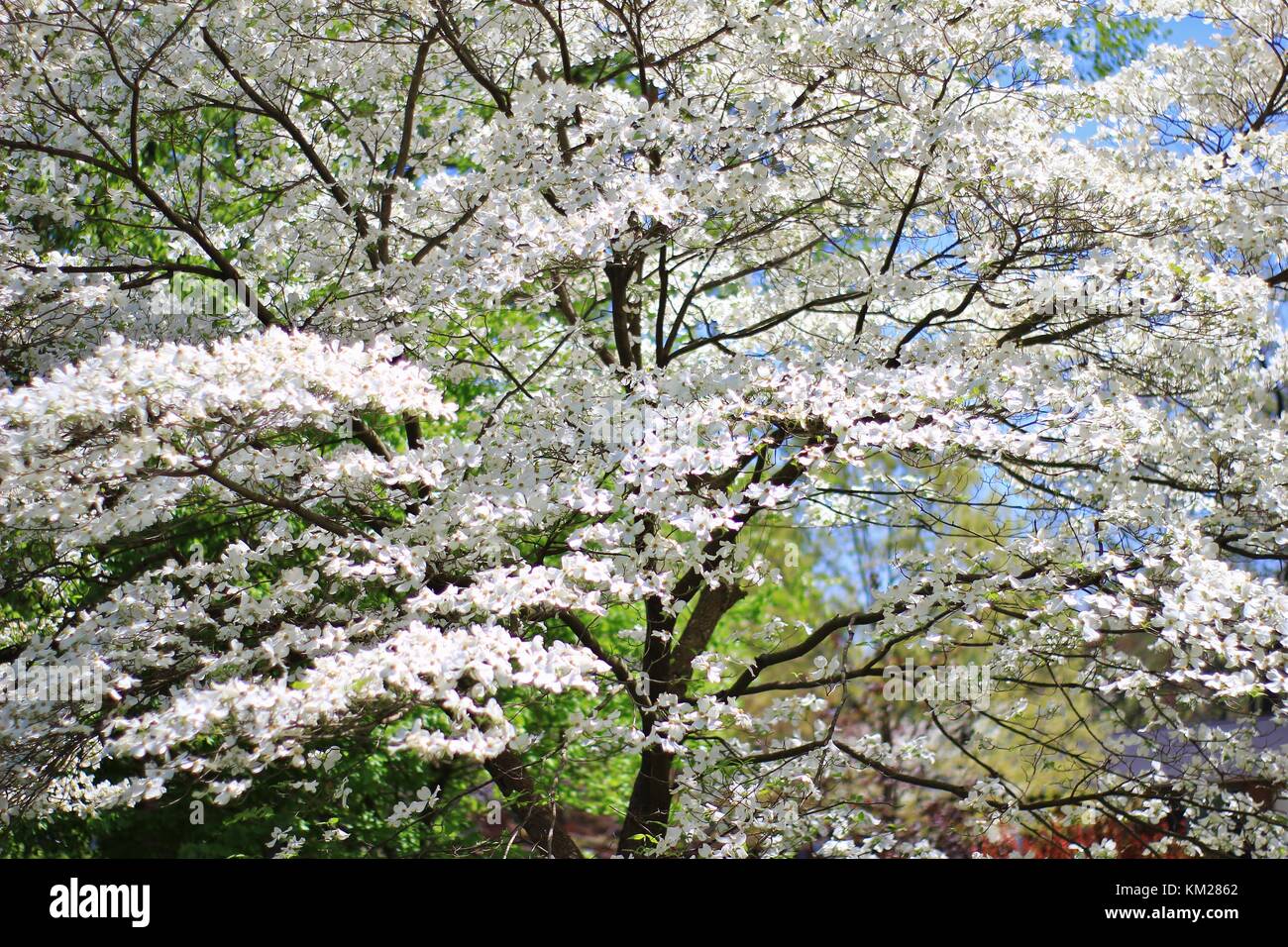 Hartriegelbaum Blüten - die reinsten Weiß von Farben in der Natur Stockfoto