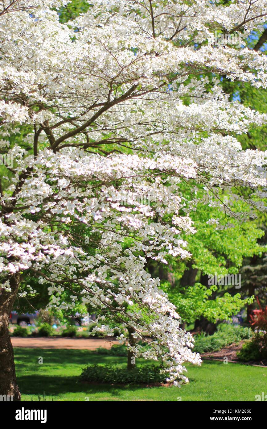 Hartriegelbaum Blüten - die reinsten Weiß von Farben in der Natur Stockfoto