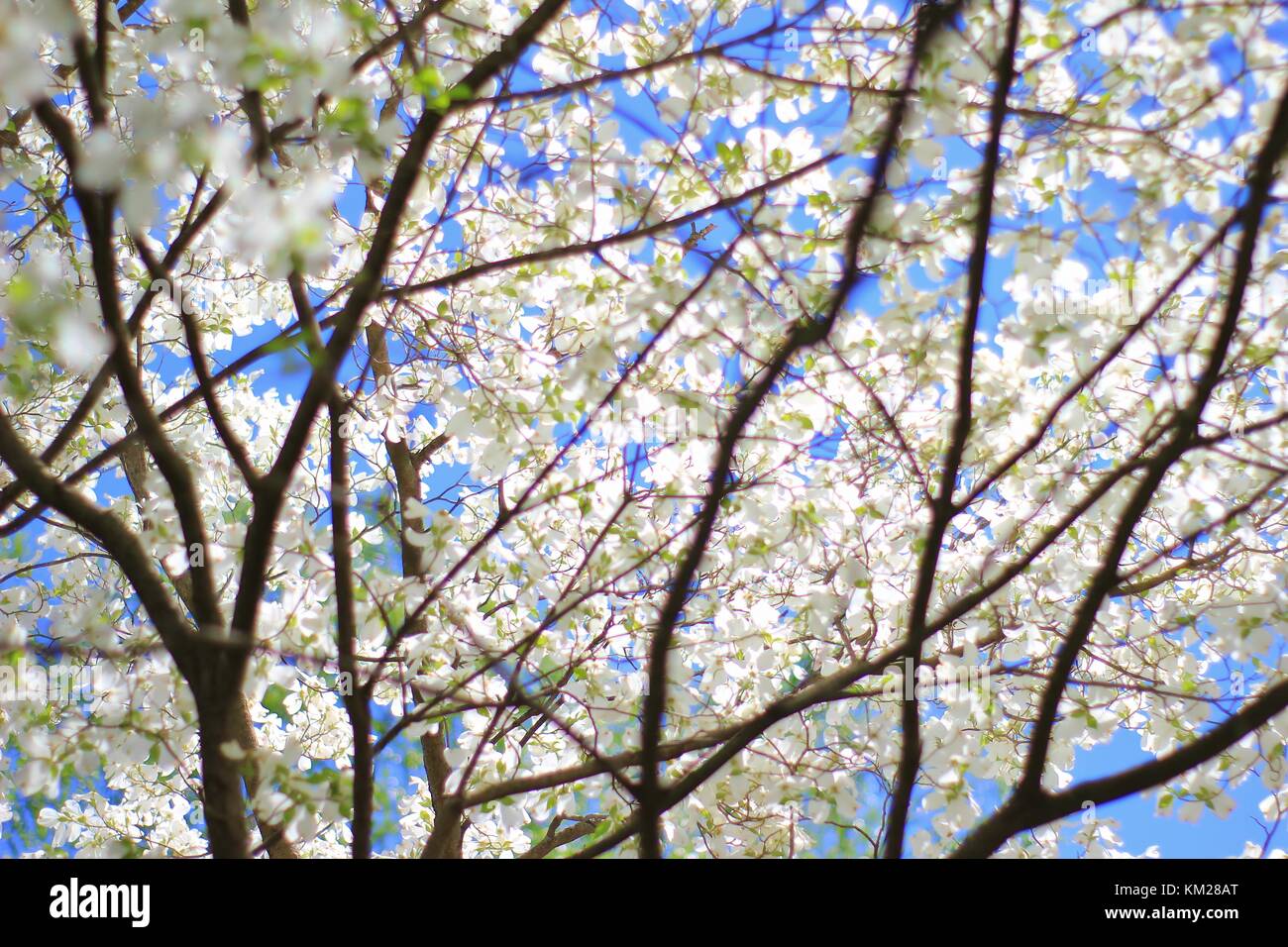 Hartriegelbaum Blüten - die reinsten Weiß von Farben in der Natur Stockfoto