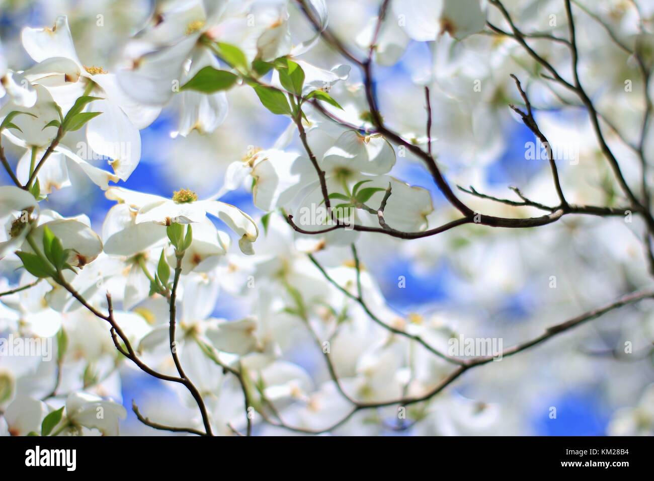 Hartriegelbaum Blüten - die reinsten Weiß von Farben in der Natur Stockfoto