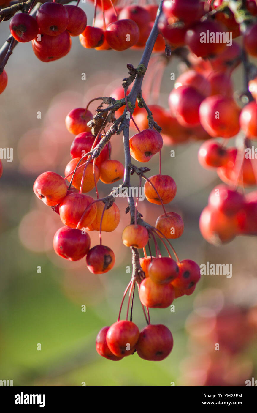 Malus 'Evereste' Stockfoto