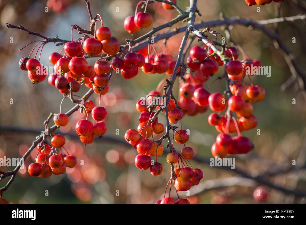 Malus 'Evereste' Stockfoto