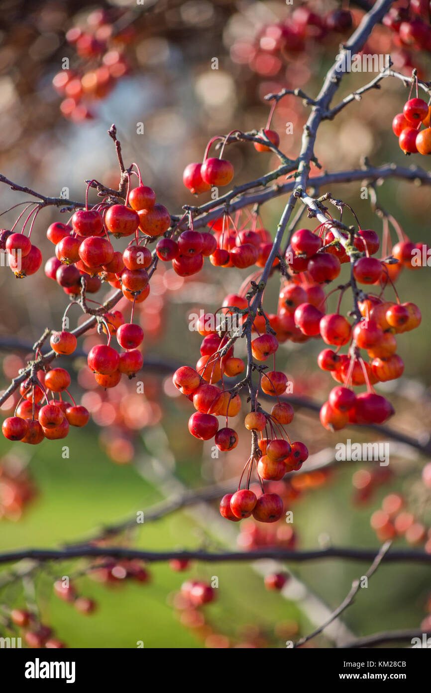 Malus 'Evereste' Stockfoto