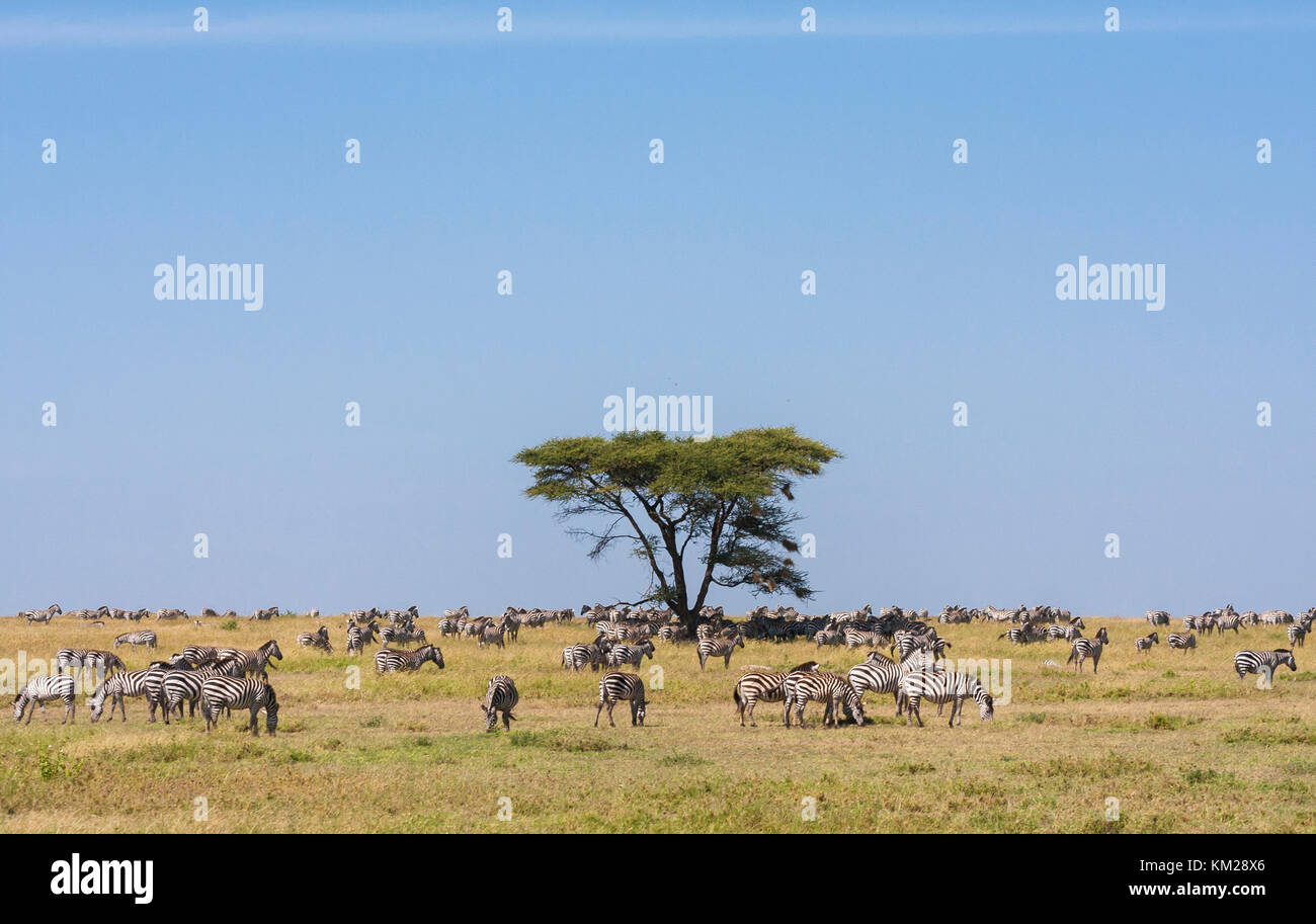 Zebras grasen in der Serengeti, Tansania, Afrika Stockfoto