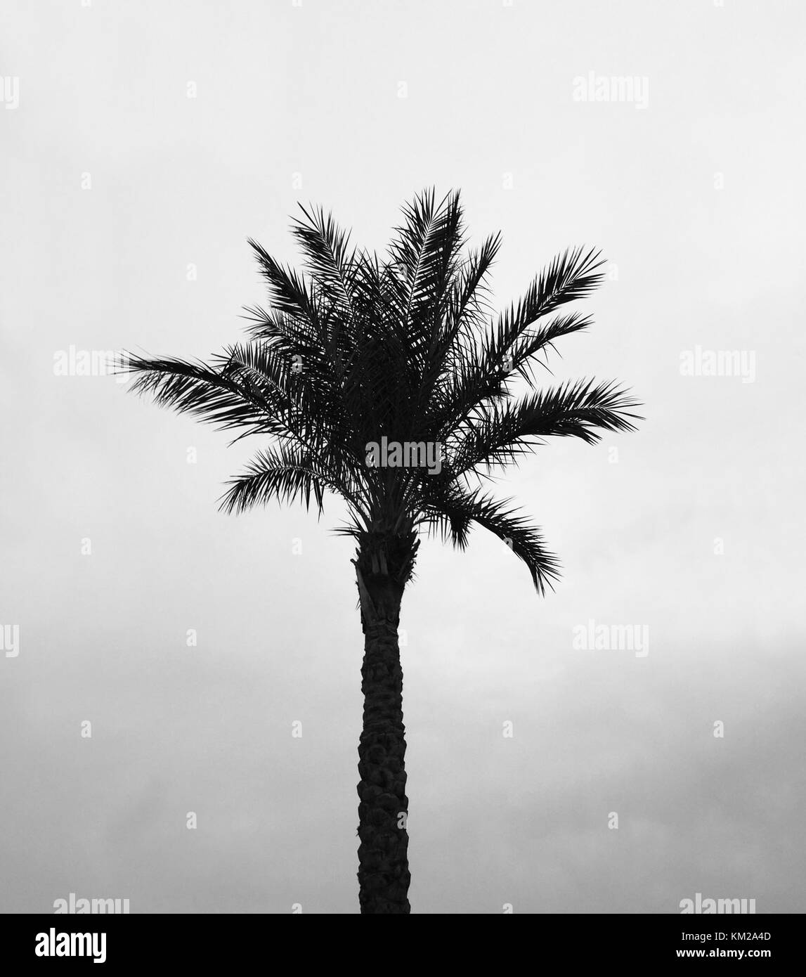 Das Foto wird in Farbabstufungen Schwarzweiß aufgenommen: Palme am Himmel. Abbildung. Stockfoto